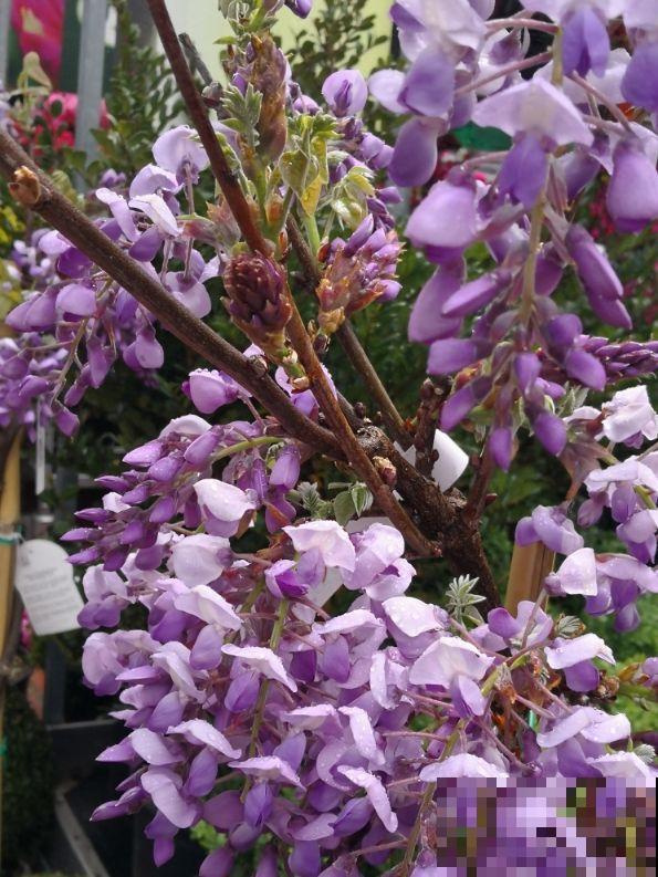 家里养棵紫藤花，紫气东来寓意好，还能开成花瀑布