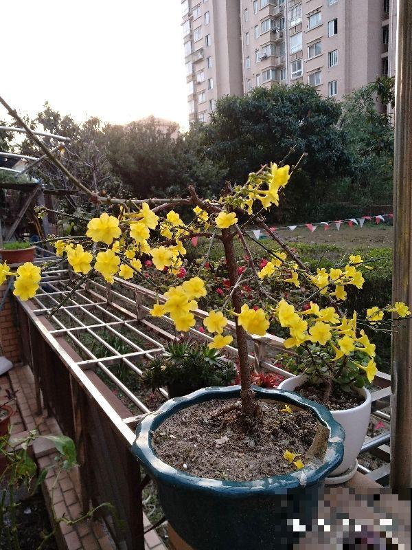 迎春开败怎么修剪？注意这“3点”，来年开花成一片