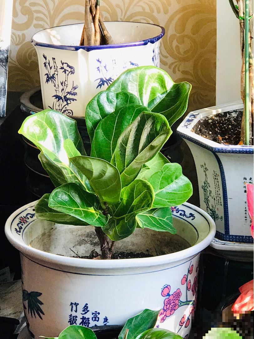 吸废气高手非它莫属，一棵就成净化器，关门闭窗也畅快呼吸！