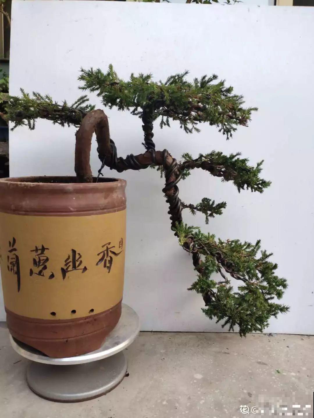 家里养这花，盆越小花越多，大冬天也能呼呼开！