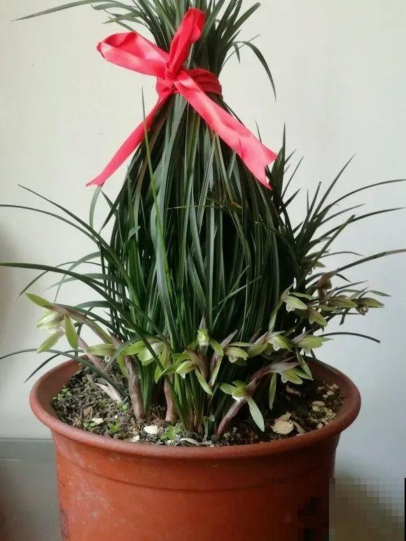 1棵长寿花，冒出124个花箭，开花开成大锅盖，咋养的？