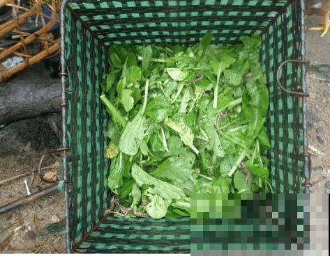 家里的烂菜叶子烂水果，这么一捣鼓，养花效果翻番！