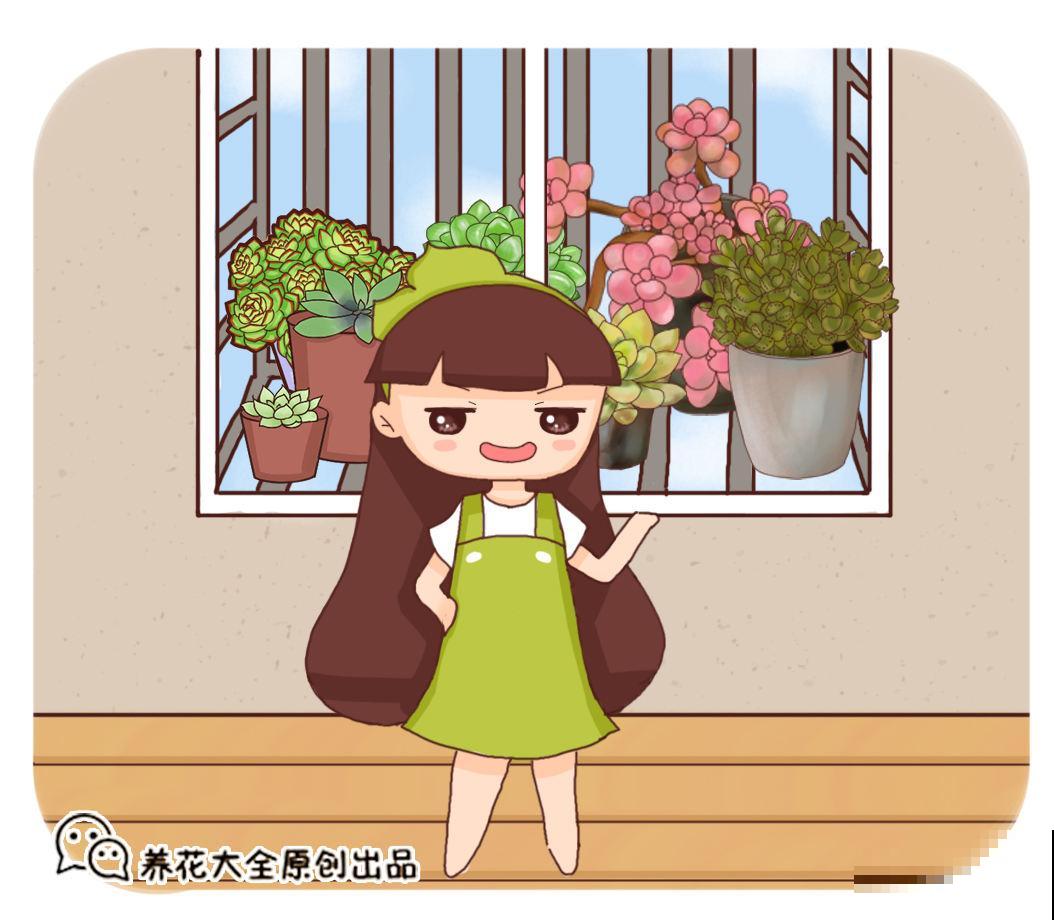 这花就适合养在北阳台，耐阴开花多，养一盆可不够