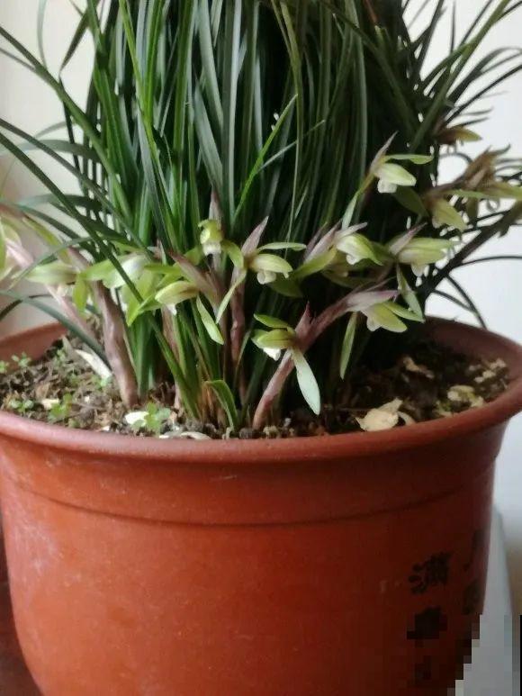 1棵长寿花，冒出124个花箭，开花开成大锅盖，咋养的？