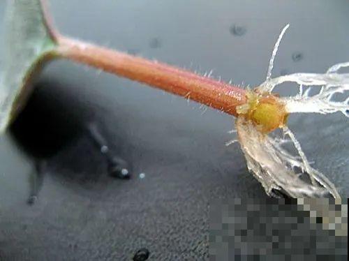 开完花的蟹爪兰，叶子摘一摘，放在梳子上遇水就生根！
