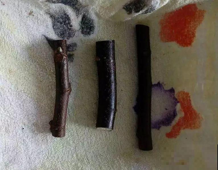大粗杆插土里，7天生根，当年结果压弯枝，不用买水果了！
