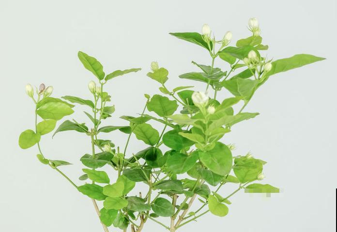 家里养茉莉花，什么时候换盆和修剪，才能长得郁郁葱葱？