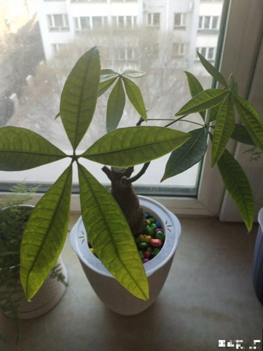 这花冬天最难养，砍1刀不浇水，反而越来越疯长！