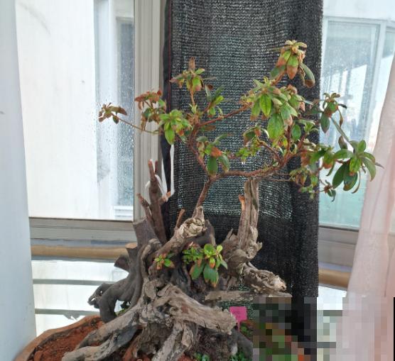 老桩杜鹃真难养，不要折腾，越折腾死得越快！