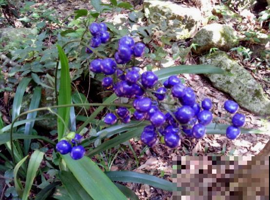 野外看到这5种植物，不要好奇去碰，会流出有毒汁液