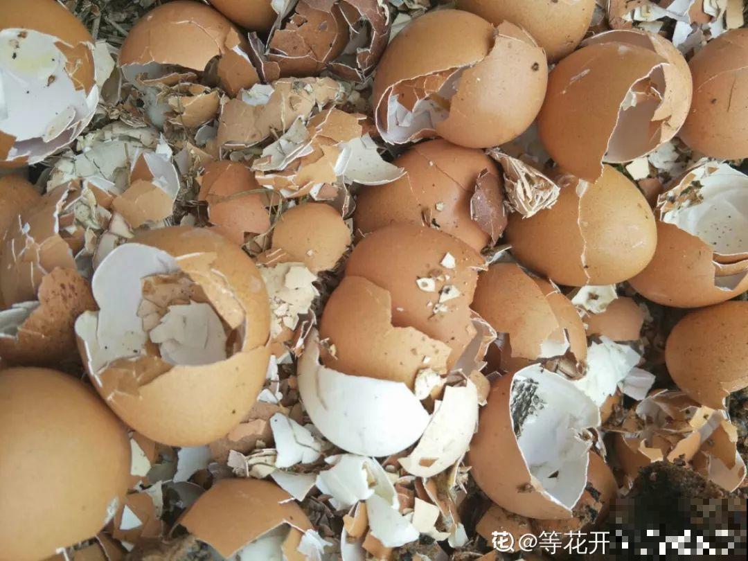 冬天不方便换盆？那就撒把这种肥，长得壮还能防烂根！