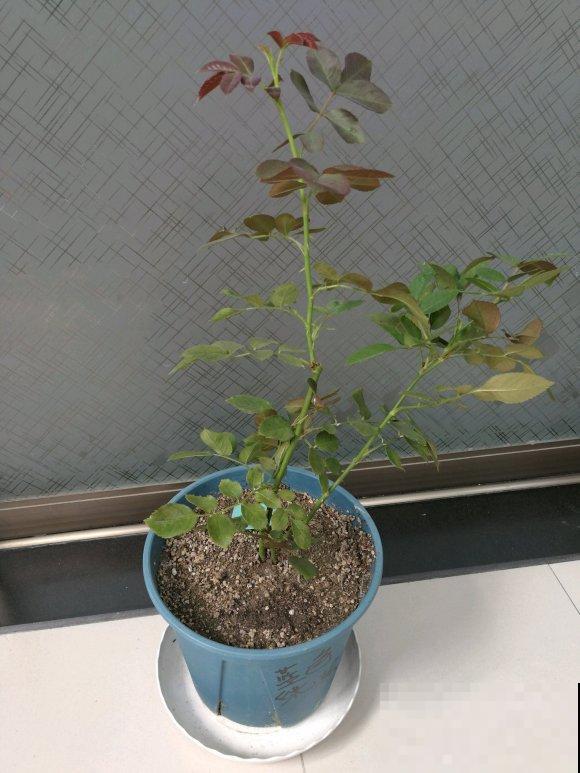 他给叶片喷牛奶，虫子死了一大片，花儿还能呼呼长！