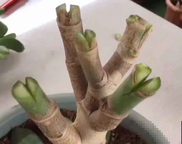 用长寿花盆里浇点它，叶片个个都巴掌大，长成2米“巨无霸”！