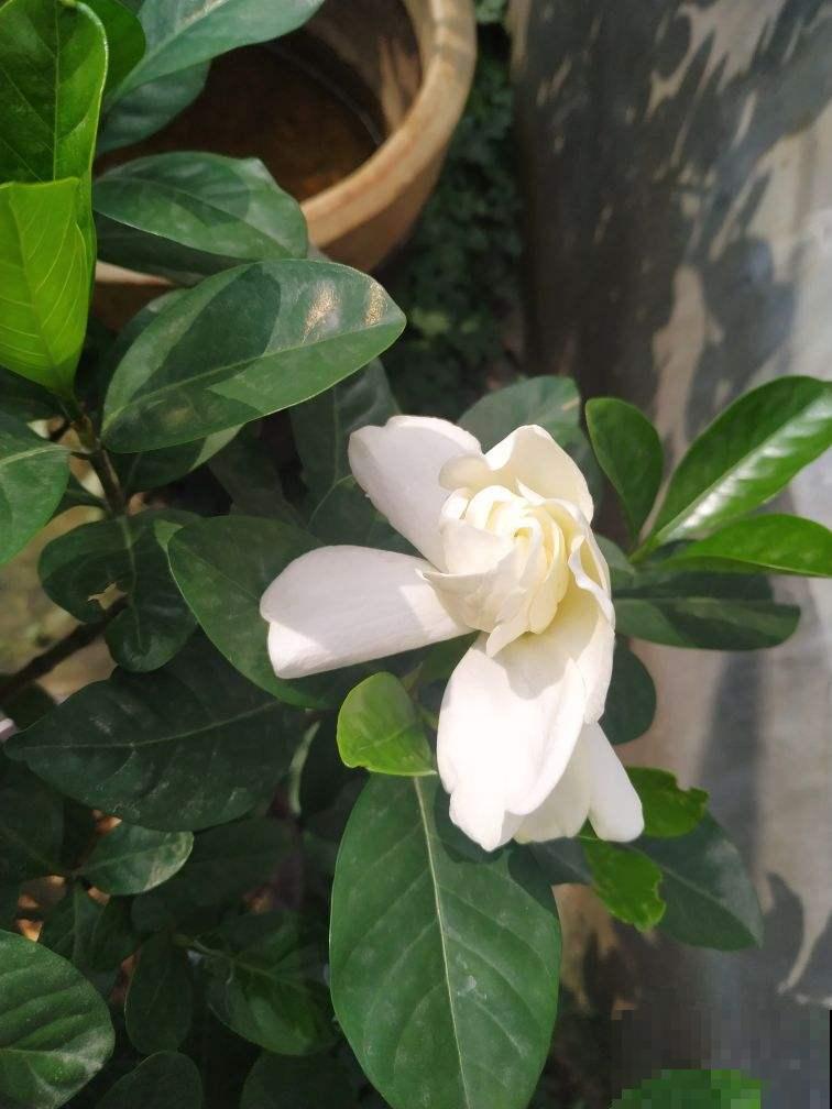 这种“香水花”，养在阳台正合适，风一吹满屋都香