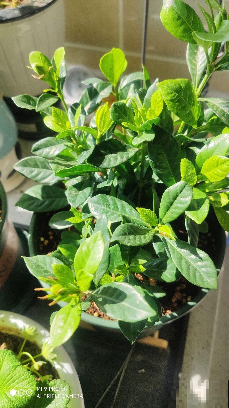修剪也得有“度”，“3种花”要悠着点，剪狠了一年不开花