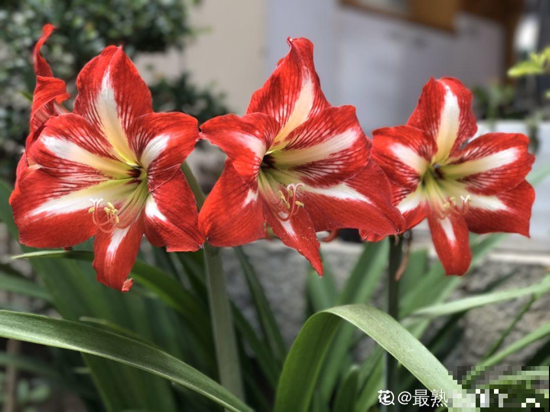 1个球切8块，丢土里就能冒芽，来年收获一大盆！