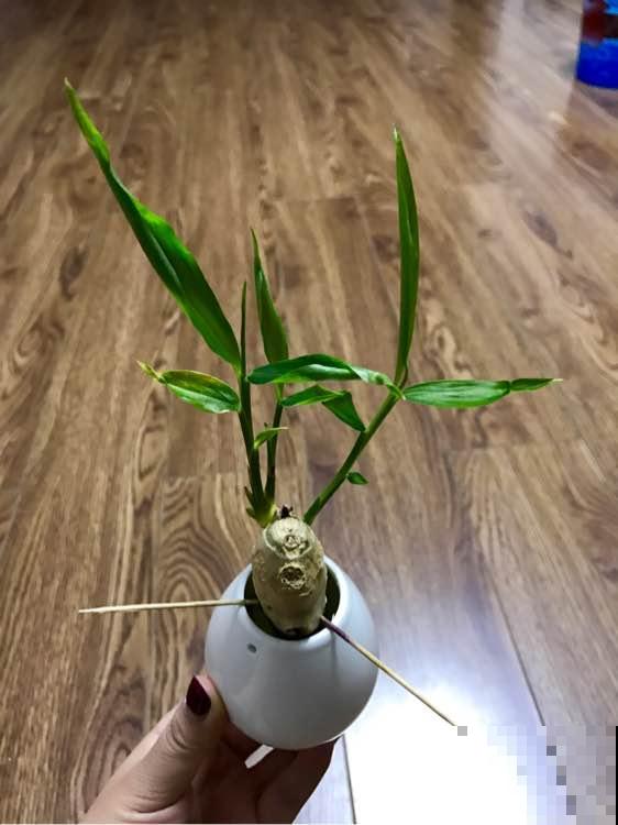 切块生姜扔盆里，10天长成小盆景，还能结出一桶姜！