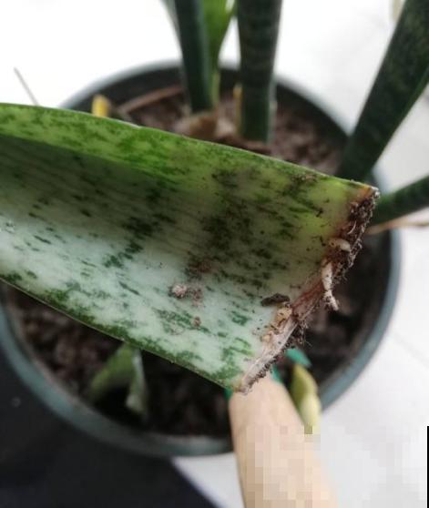原来这植物爱受虐，砍一刀就能突突冒芽，长势超旺！