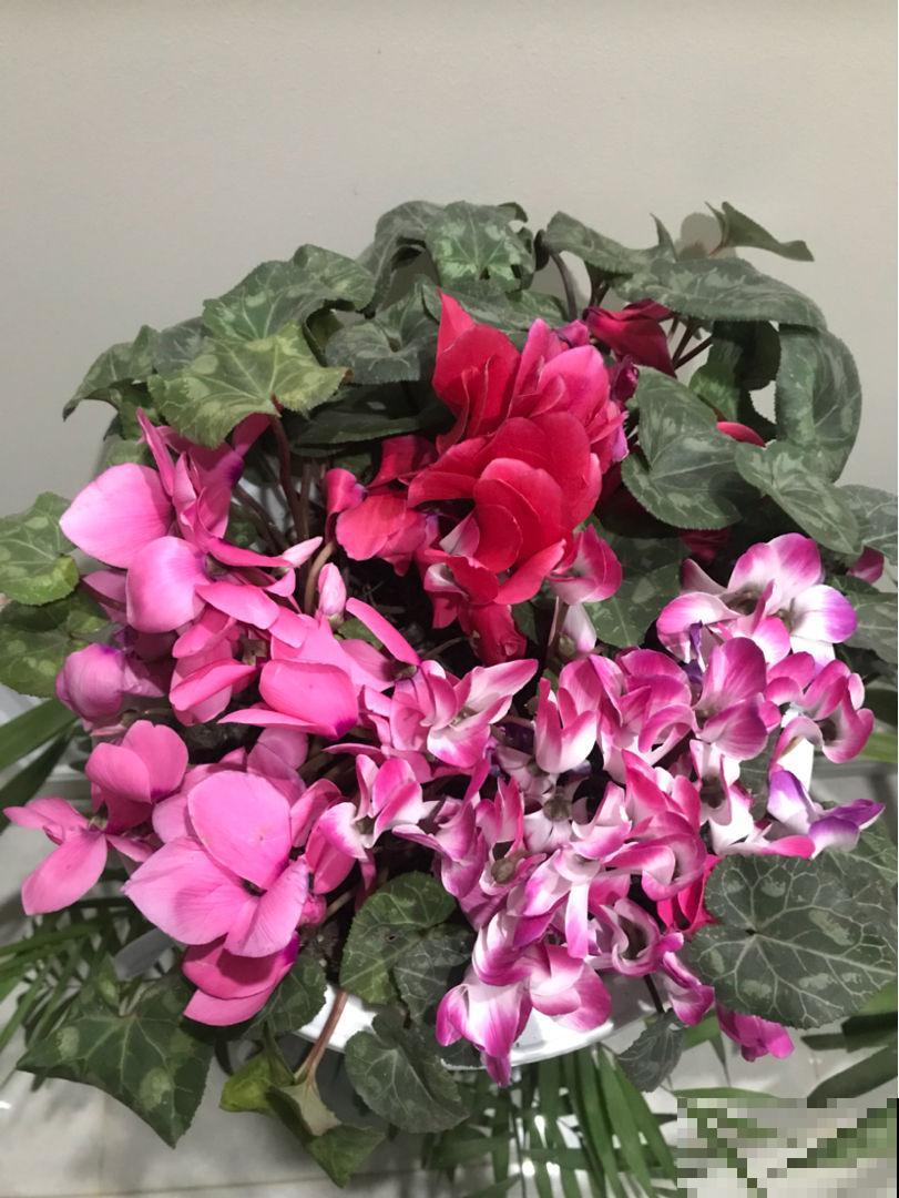 4种花，尽量不要在春天买，养不活还浪费钱