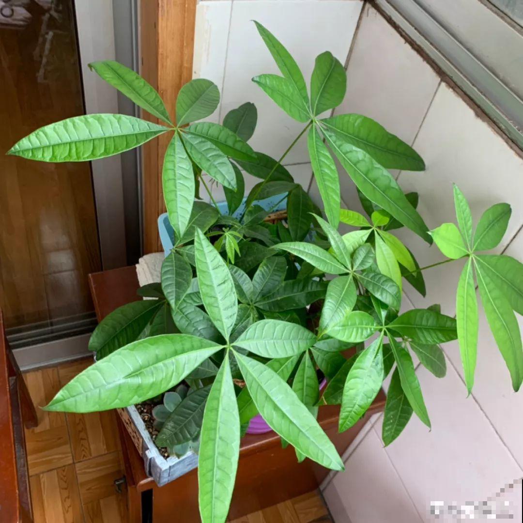 这花冬天最难养，砍1刀不浇水，反而越来越疯长！