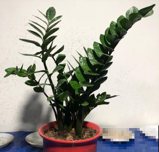 5种招财植物，叶片长得像铜钱，寓意财源滚滚来！