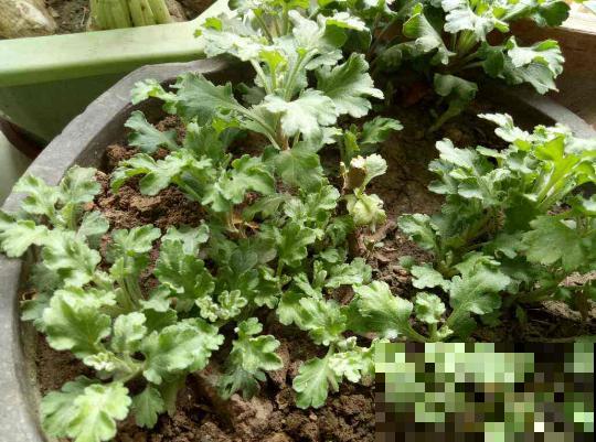 菊花春天会长“小脚”，掰下来种盆里，一棵立马变3棵！