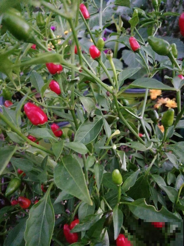 “3种菜”养在阳台，半个月长一茬，掐下一把就能炒菜