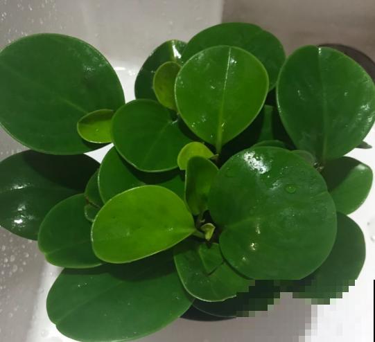 这4种花脸皮厚，不能让它长太高，个子矮点才健康！