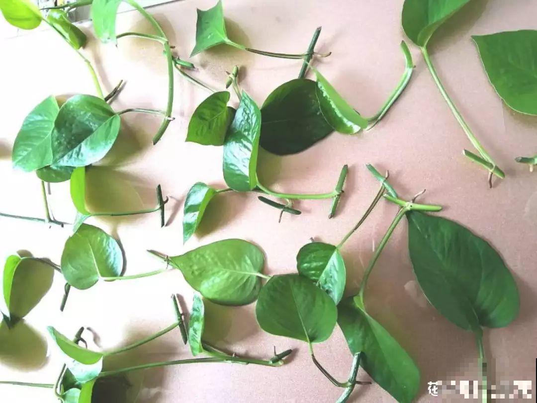 这6种花，现在扦插最好活，摘片叶子照样生根！