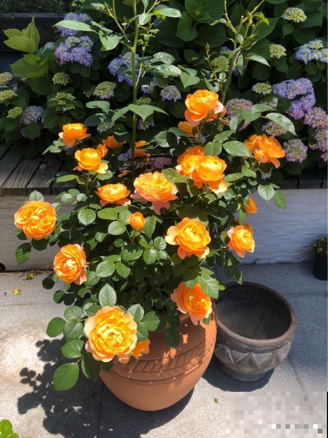造花园，一定不能少这3种花，每一种都是当之无愧的开花机器！