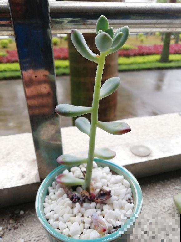 8种多肉最容易徒长，就要虐一虐，才能变好看！