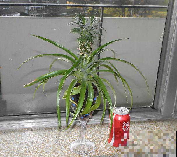 吃剩的菠萝头扔水里，居然长出了小菠萝，太神奇了！