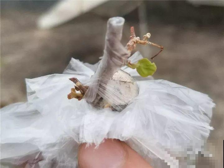 大哥养的三角梅，剪完捆一捆，开花爆出6个色！