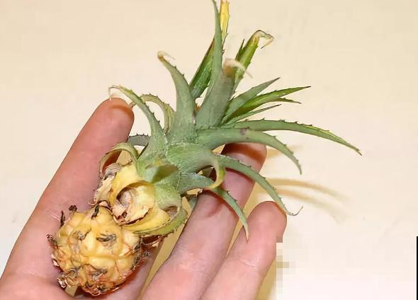 吃剩的菠萝头扔水里，居然长出了小菠萝，太神奇了！