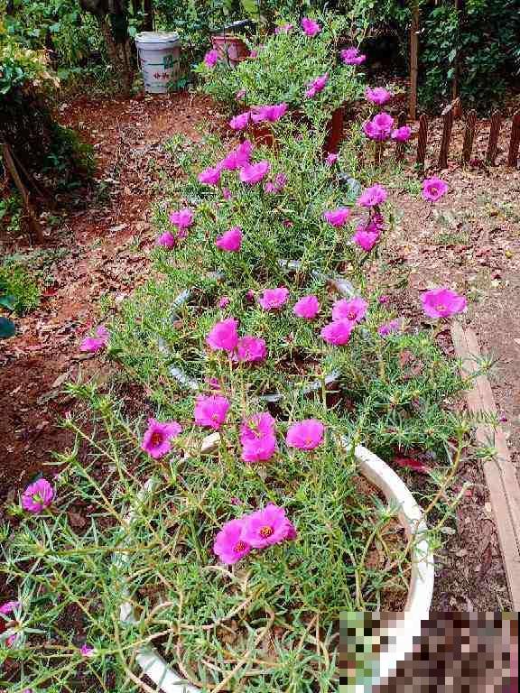 7种便宜花，10块钱家里就变花海，越养越上瘾
