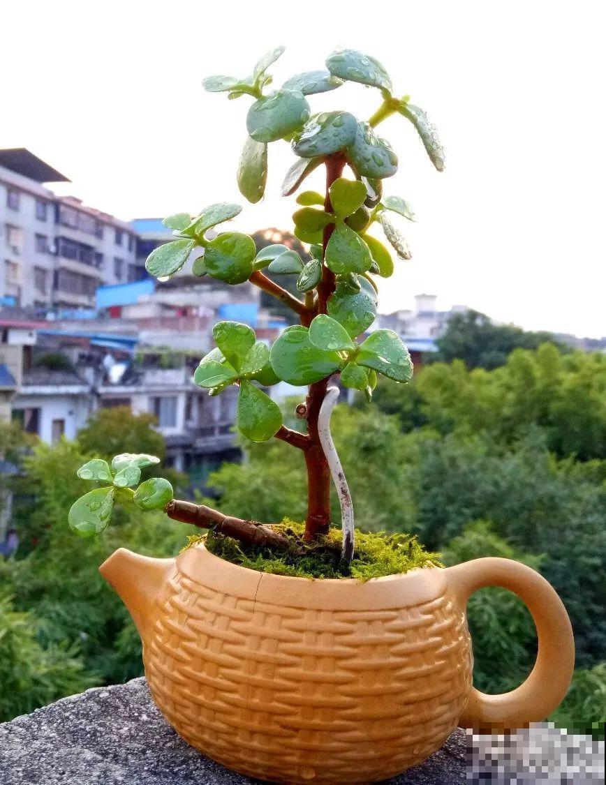 家里有这10种花，多修剪少浇水，能养成高价盆景！