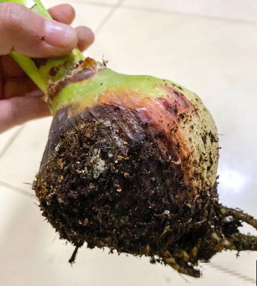 姐姐种的花一直没动静，根上长个黑窟窿，难怪不开花！