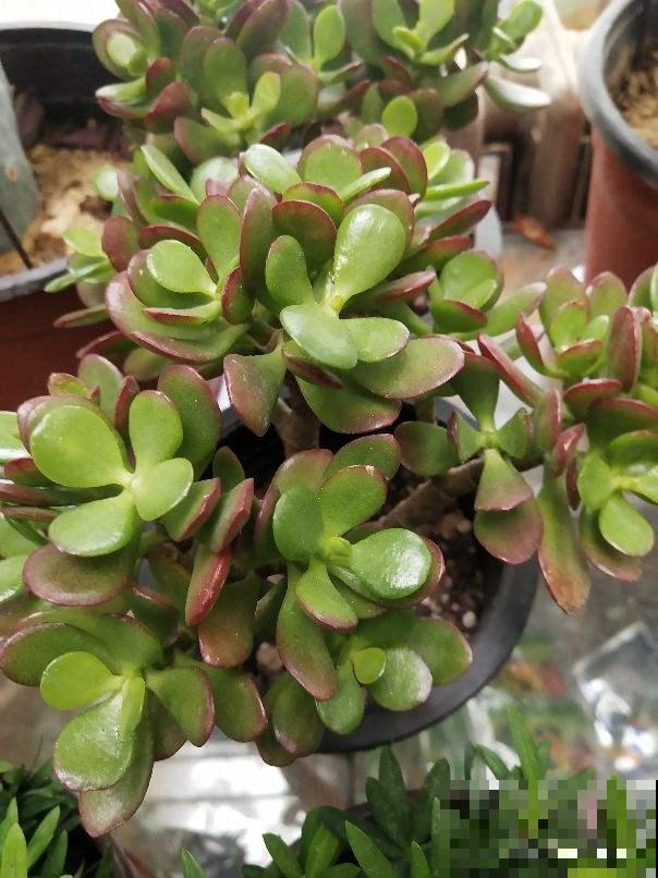 这花远看像长寿，近看像玉树，还能开出5色花，真神奇