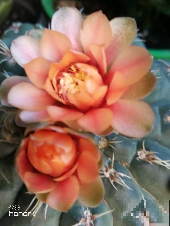 这花不开花没人看，一开花美翻了，邻居全都跑来看