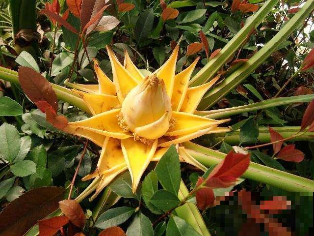 这种“莲花”浑身金黄，竟然长在地里，真神奇