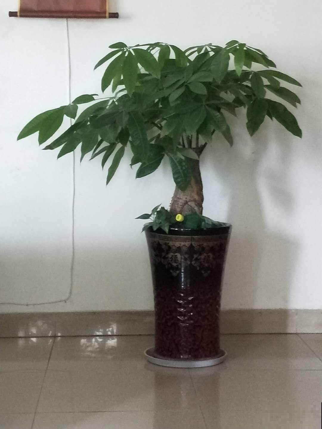 发财树文竹……一刀砍光枝条，1个月后呼呼冒新芽