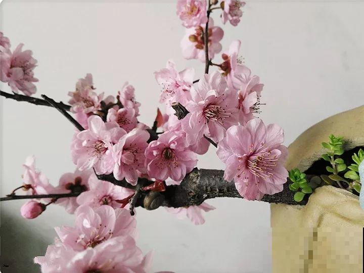 酒瓶子舍不得扔，做成花盆，美到你认不出来！