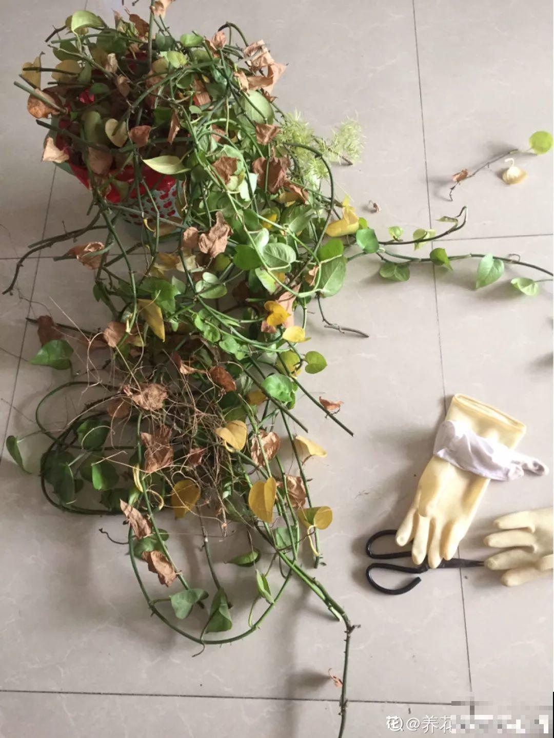 给花狠心剃光头，新芽呼呼冒，1年变老桩！