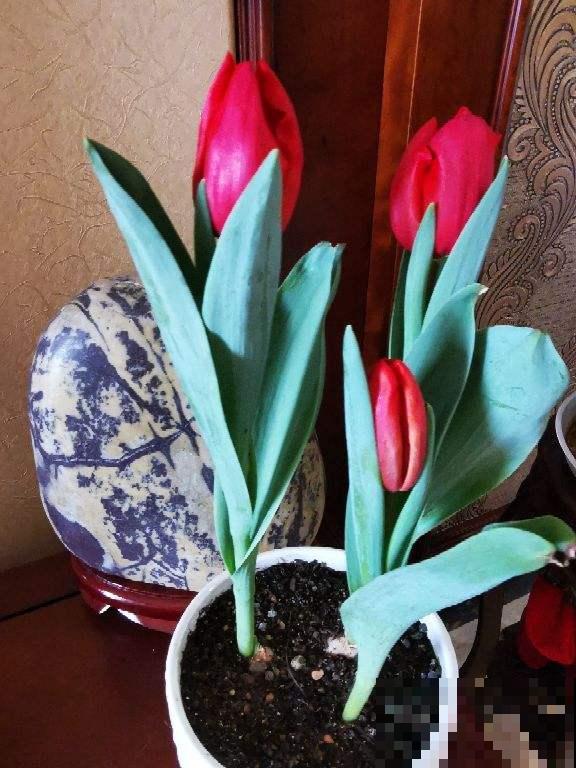 家里养花别乱养，这“5种花”有毒，老人孩子要注意