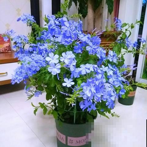 要想把它养成爆盆机器，春天机会要把握好，养好了一整年开花