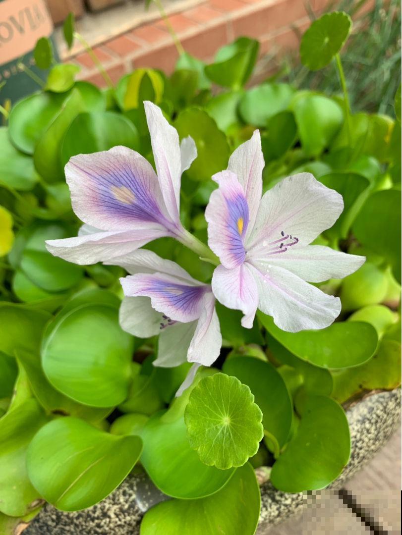 这花是个大水桶，一天一瓢水，叶子又肥又壮