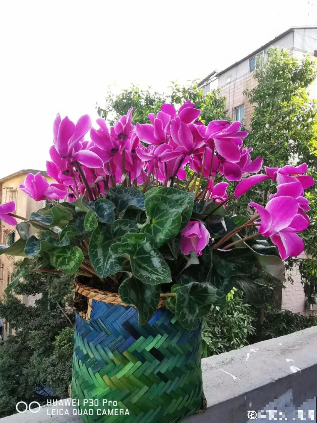 春天给花1盆水，疯长拦不住，开满整个阳台！
