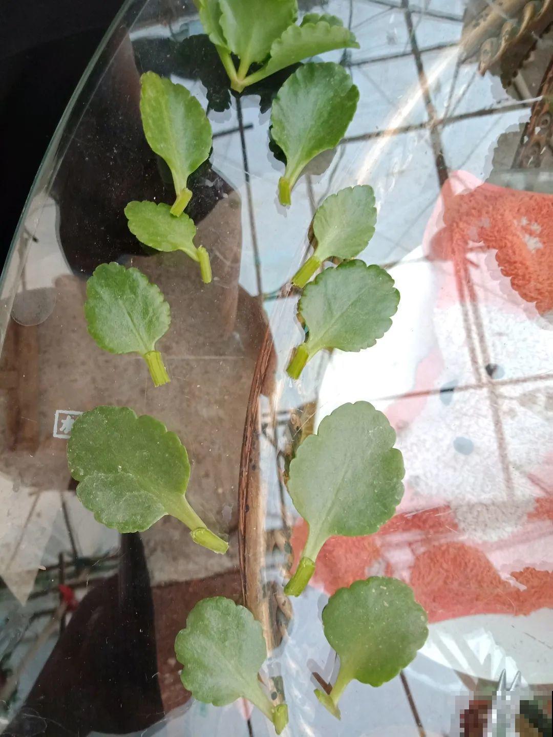 开完花的蟹爪兰，叶子摘一摘，放在梳子上遇水就生根！