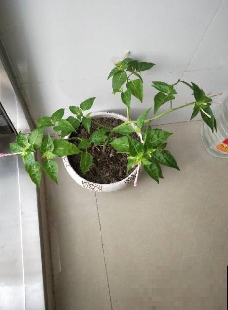 眼馋别人家紫茉莉？现在播种刚刚好，再过俩月就开满家！