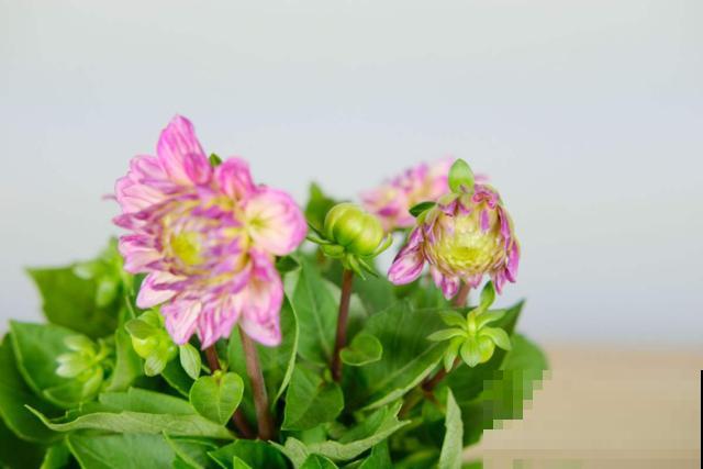 “3种花”，别人觉得不吉利，我觉得寓意好，开花也特多